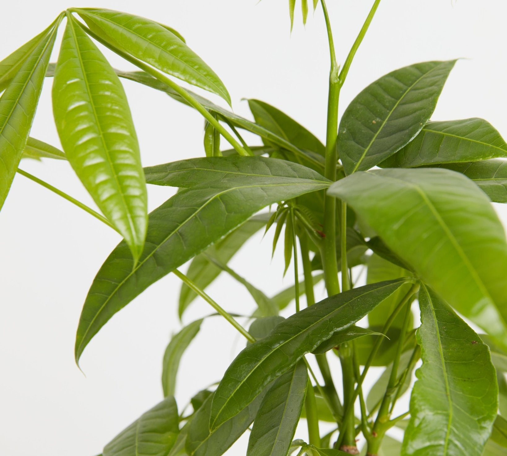 Money Tree Plant - Indoor Plants - PL_MT_4IN1 - Varnish + Vine - 2