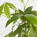 Money Tree Plant - Indoor Plants - PL_MT_4IN1 - Varnish + Vine - 2