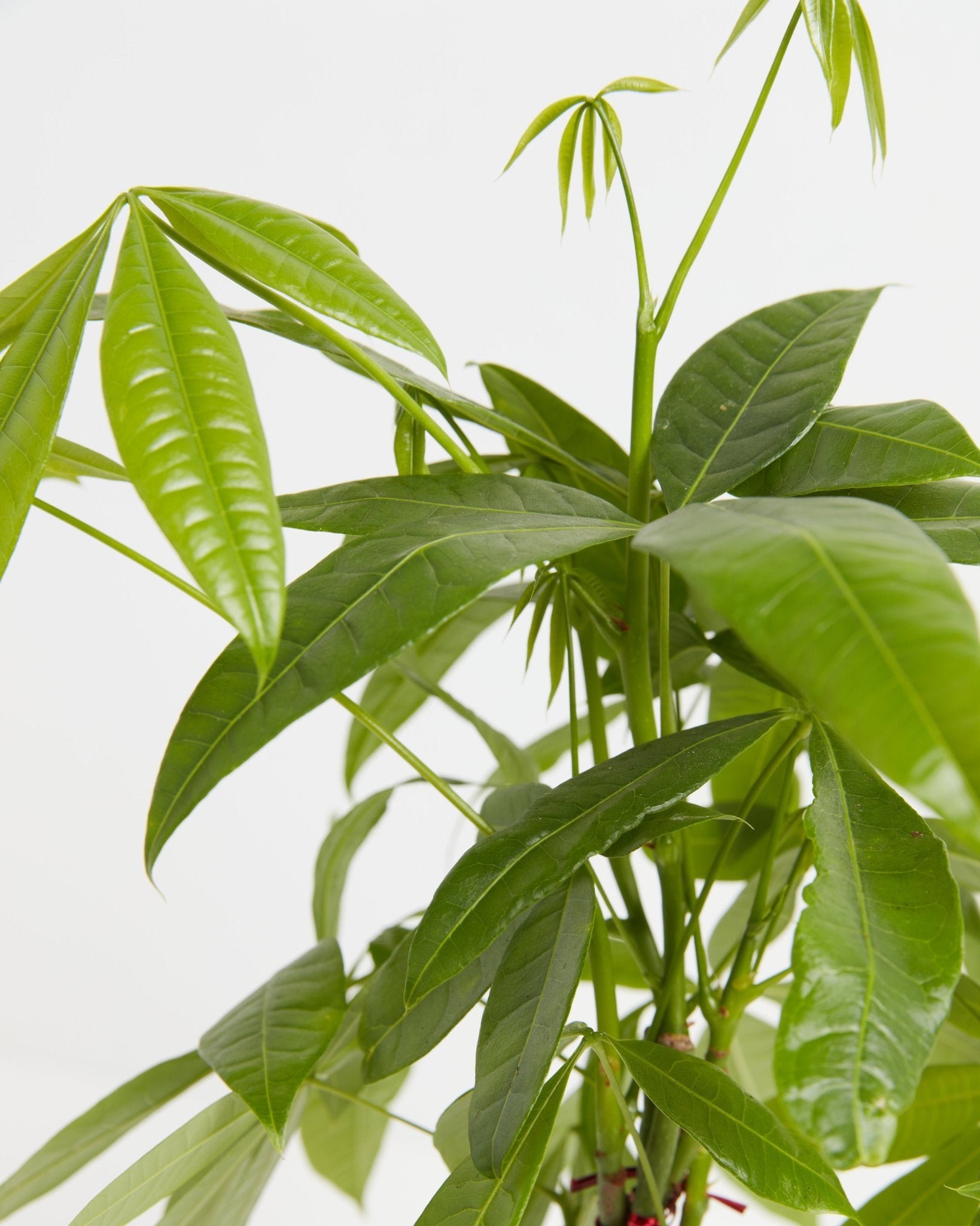 Money Tree Plant - Indoor Plants - PL_MT_4IN1 - Varnish + Vine - 2