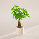 Money Tree Plant - Indoor Plants - PB_MT_ECO_CO_6IN1 - Varnish + Vine - 65