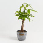 Money Tree Plant - Indoor Plants - PL_MT_4IN1 - Varnish + Vine - 17