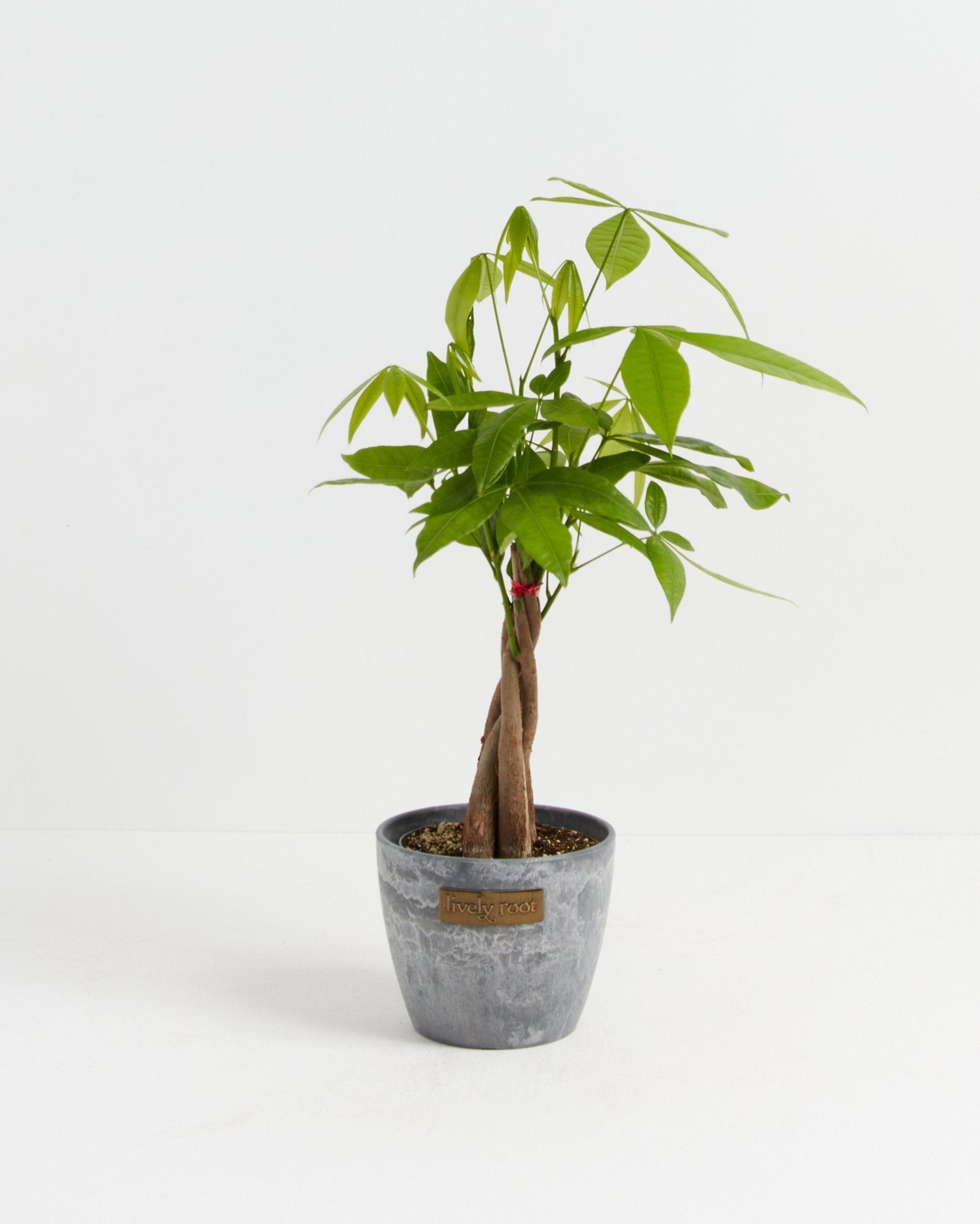 Money Tree Plant - Indoor Plants - PL_MT_4IN1 - Varnish + Vine - 17