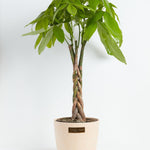 Money Tree Plant - Indoor Plants - PL_MT_4IN1 - Varnish + Vine - 28