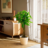 Money Tree Plant - Indoor Plants - PL_MT_8IN1 - Varnish + Vine - 91