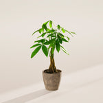 Money Tree Plant - Indoor Plants - PB_MT_ECO_EG_4IN1 - Varnish + Vine - 56