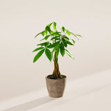 Money Tree Plant - Indoor Plants - PB_MT_ECO_EG_4IN1 - Varnish + Vine - 56