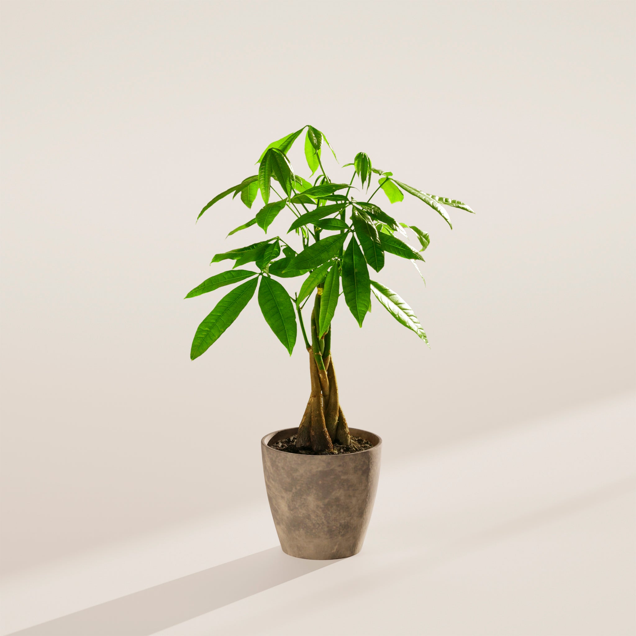 Money Tree Plant - Indoor Plants - PB_MT_ECO_EG_4IN1 - Varnish + Vine - 56