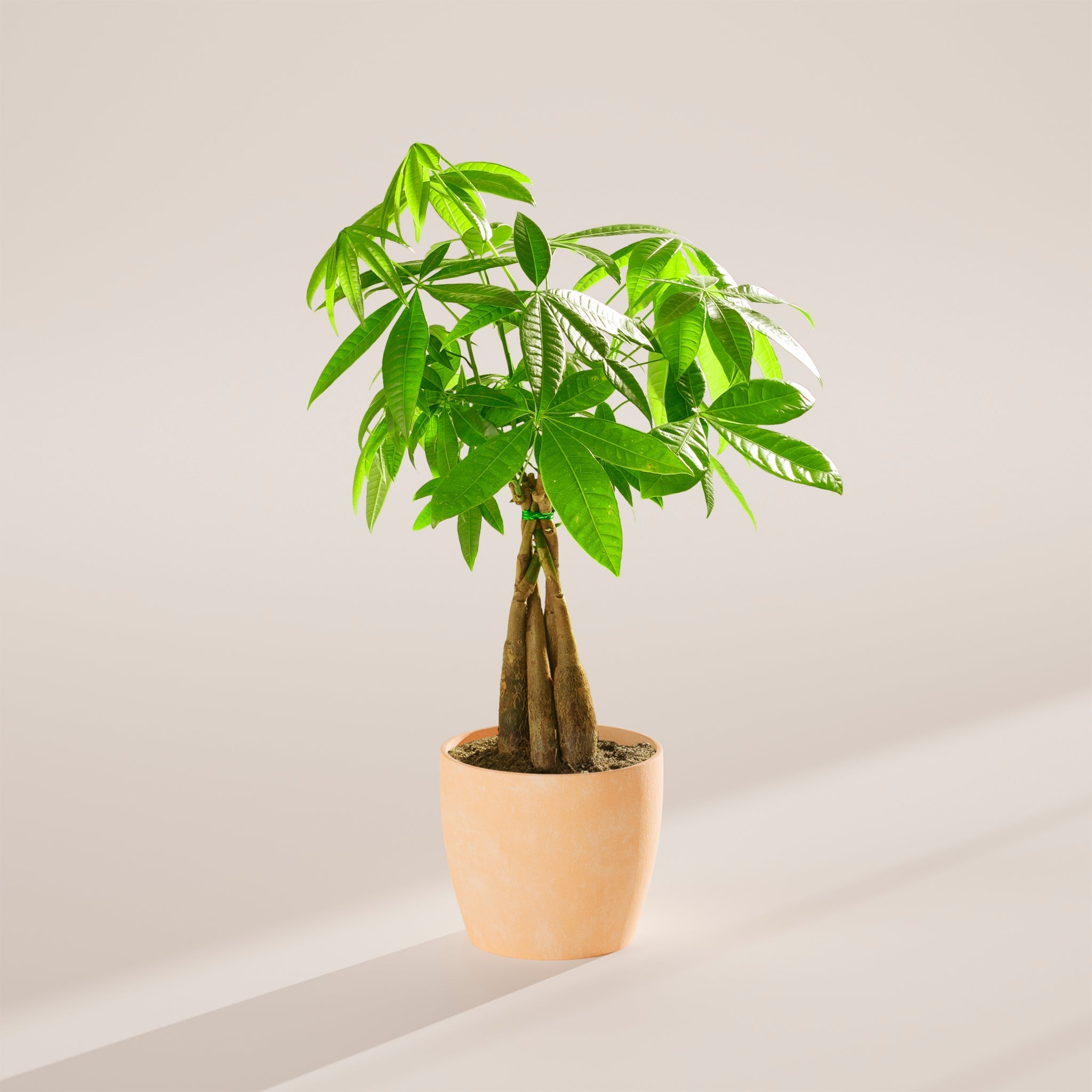 Money Tree Plant - Indoor Plants - PB_MT_ECO_MA_6IN1 - Varnish + Vine - 76
