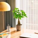 Money Tree Plant - Indoor Plants - PB_MT_ECO_CH_6IN1 - Varnish + Vine - 72