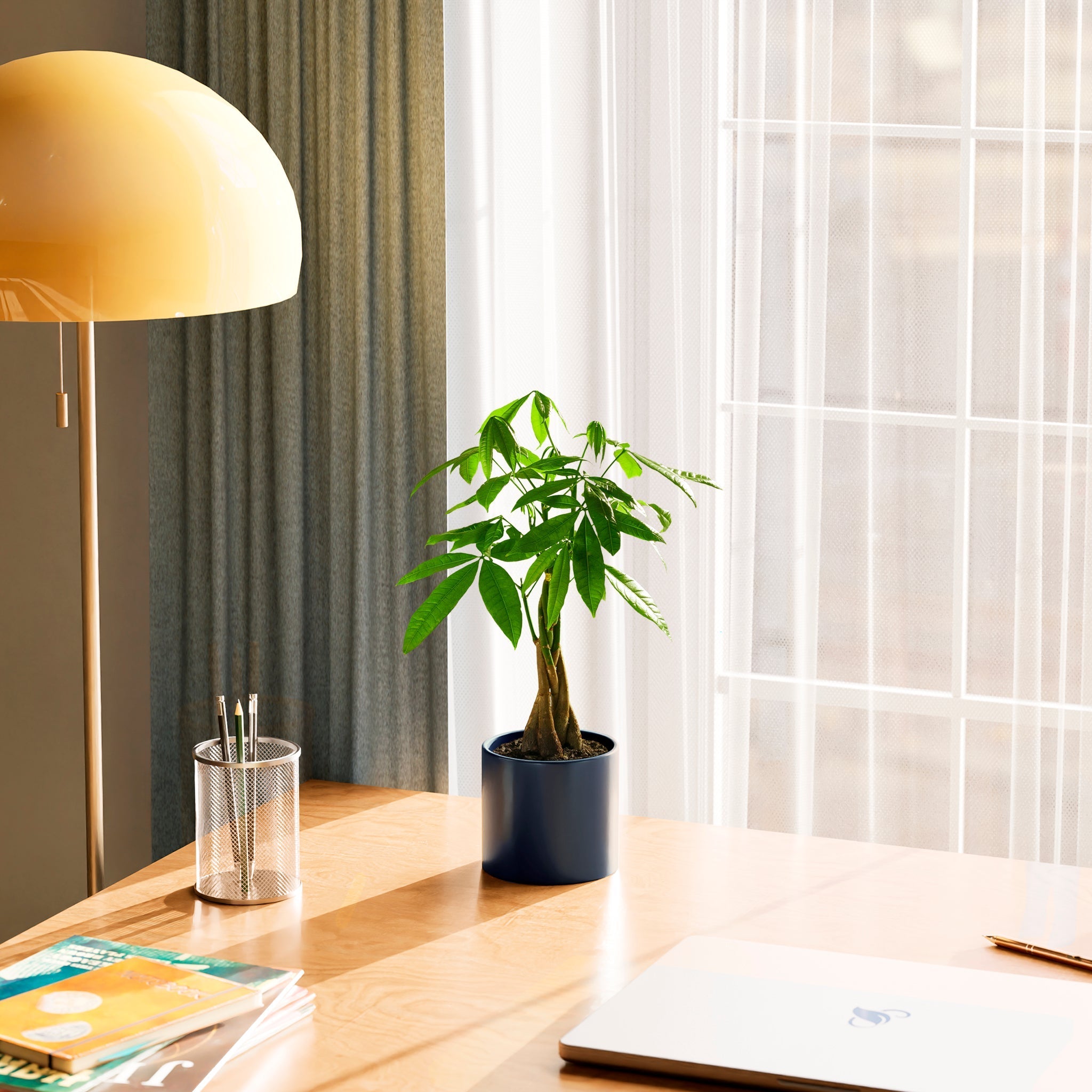 Money Tree Plant - Indoor Plants - PB_MT_CP_GW_4IN1 - Varnish + Vine - 40