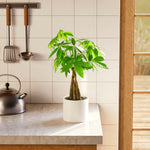 Money Tree Plant - Indoor Plants - PB_MT_SWP_CO_6IN1 - Varnish + Vine - 84