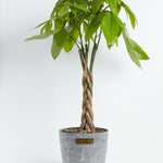 Money Tree Plant - Indoor Plants - PL_MT_4IN1 - Varnish + Vine - 26
