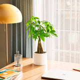 Money Tree Plant - Indoor Plants - PB_MT_SWP_CO_6IN1 - Varnish + Vine - 85