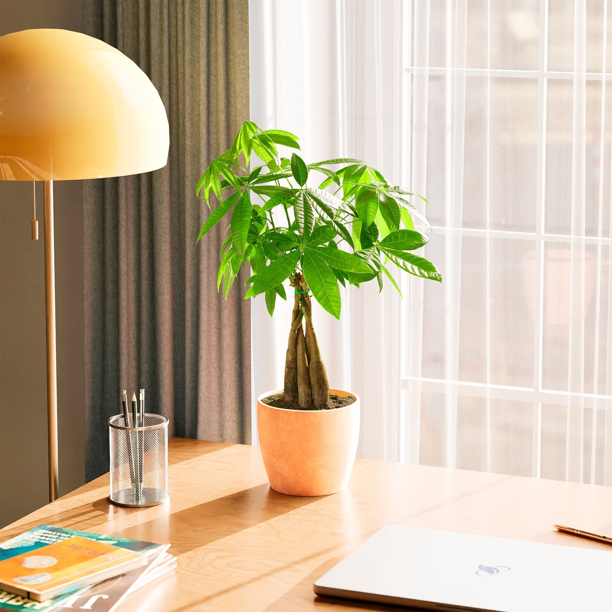 Money Tree Plant - Indoor Plants - PB_MT_ECO_CO_6IN1 - Varnish + Vine - 67