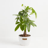 Money Tree Plant - Indoor Plants - PL_MT_4IN1 - Varnish + Vine - 20