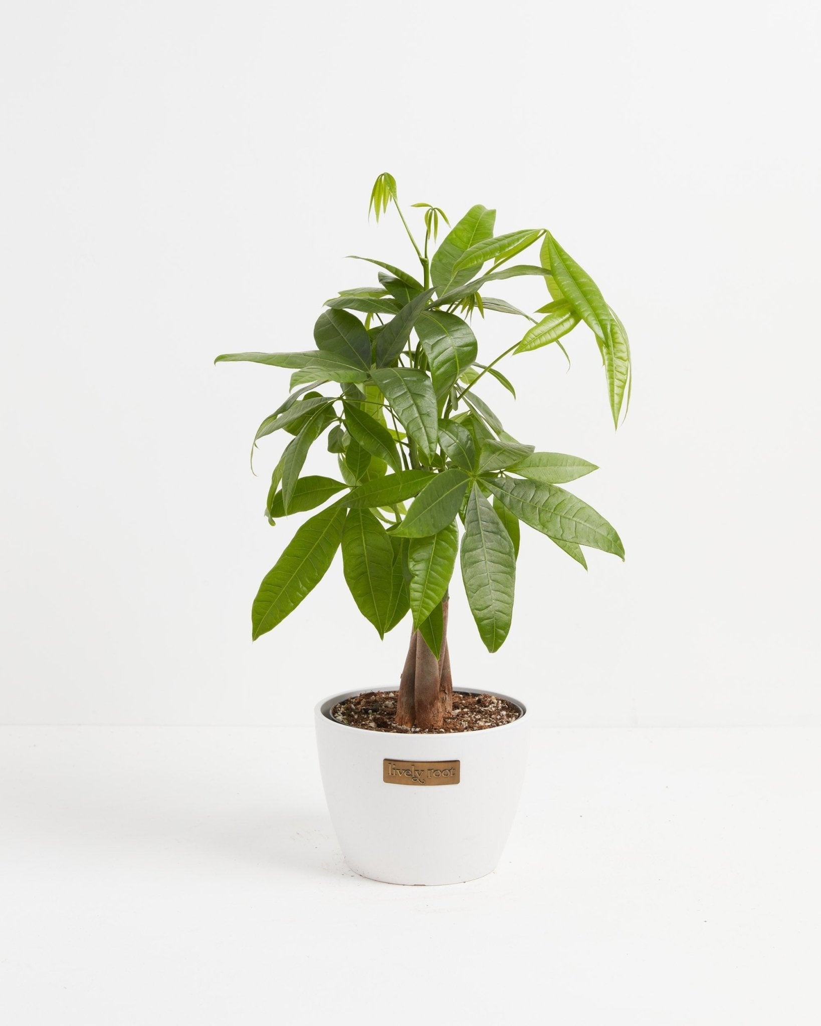 Money Tree Plant - Indoor Plants - PL_MT_4IN1 - Varnish + Vine - 20
