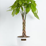 Money Tree Plant - Indoor Plants - PL_MT_4IN1 - Varnish + Vine - 25