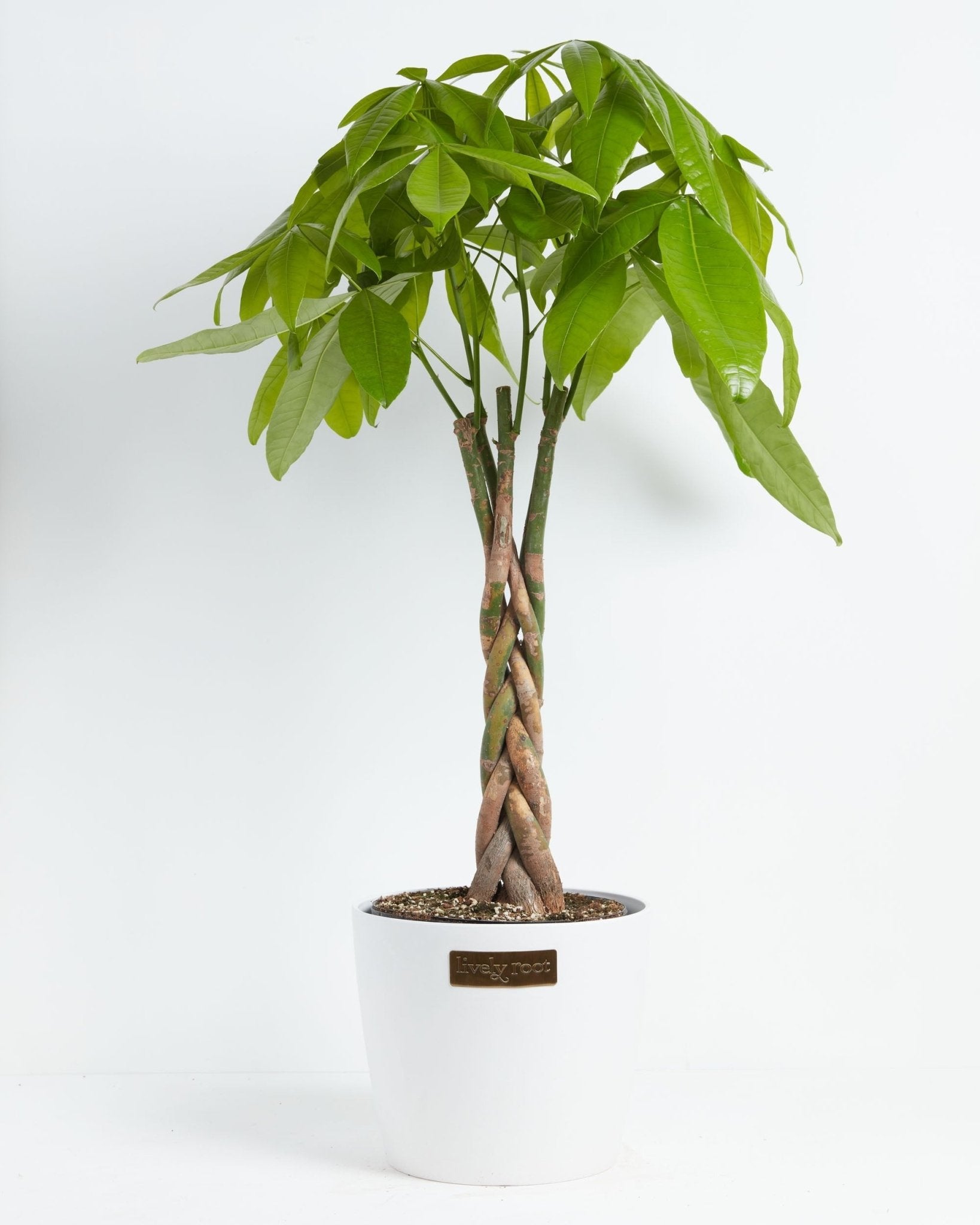 Money Tree Plant - Indoor Plants - PL_MT_4IN1 - Varnish + Vine - 25