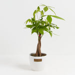 Money Tree Plant - Indoor Plants - PL_MT_4IN1 - Varnish + Vine - 16