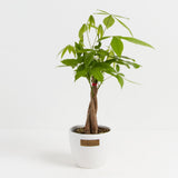 Money Tree Plant - Indoor Plants - PL_MT_4IN1 - Varnish + Vine - 16