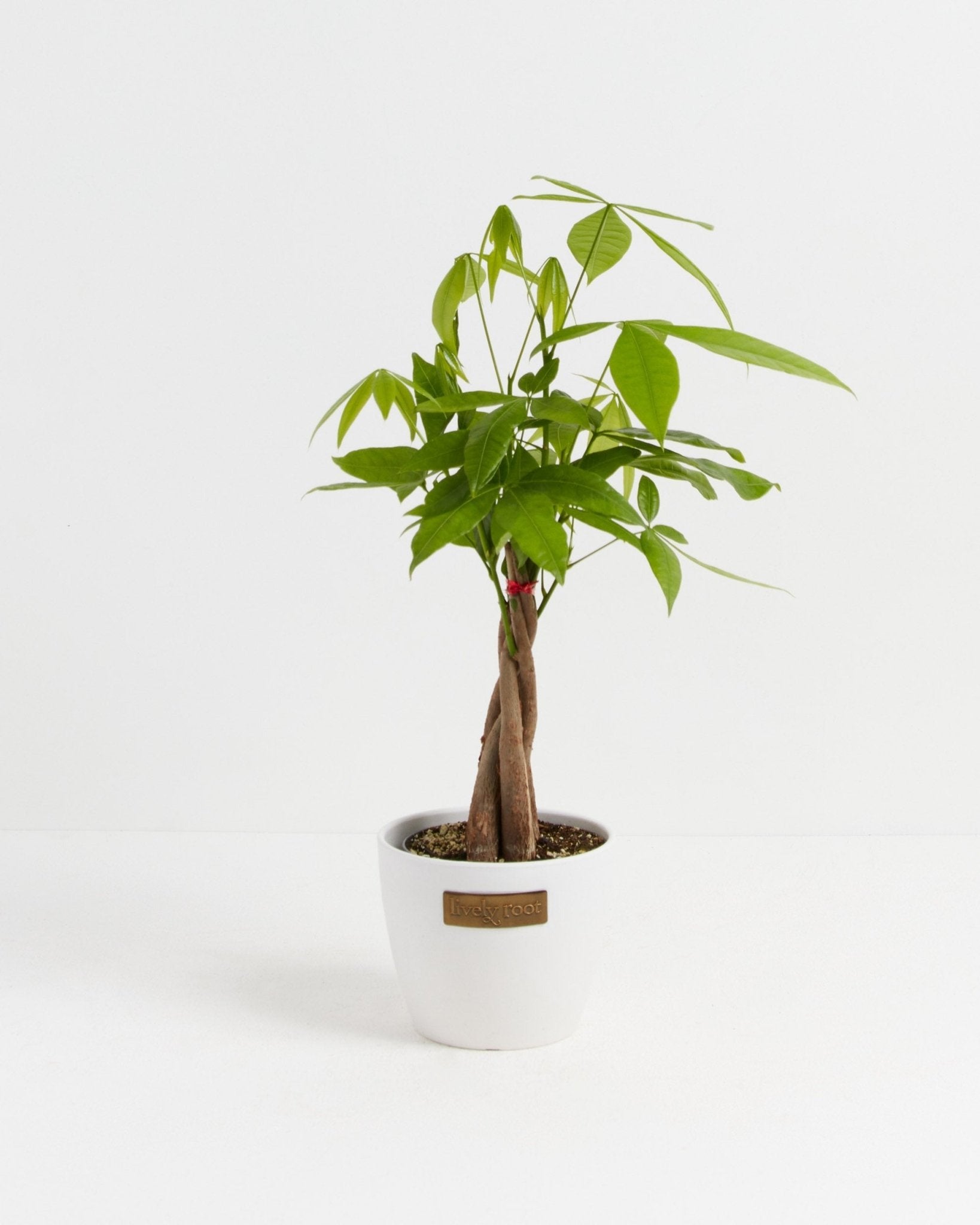 Money Tree Plant - Indoor Plants - PL_MT_4IN1 - Varnish + Vine - 16