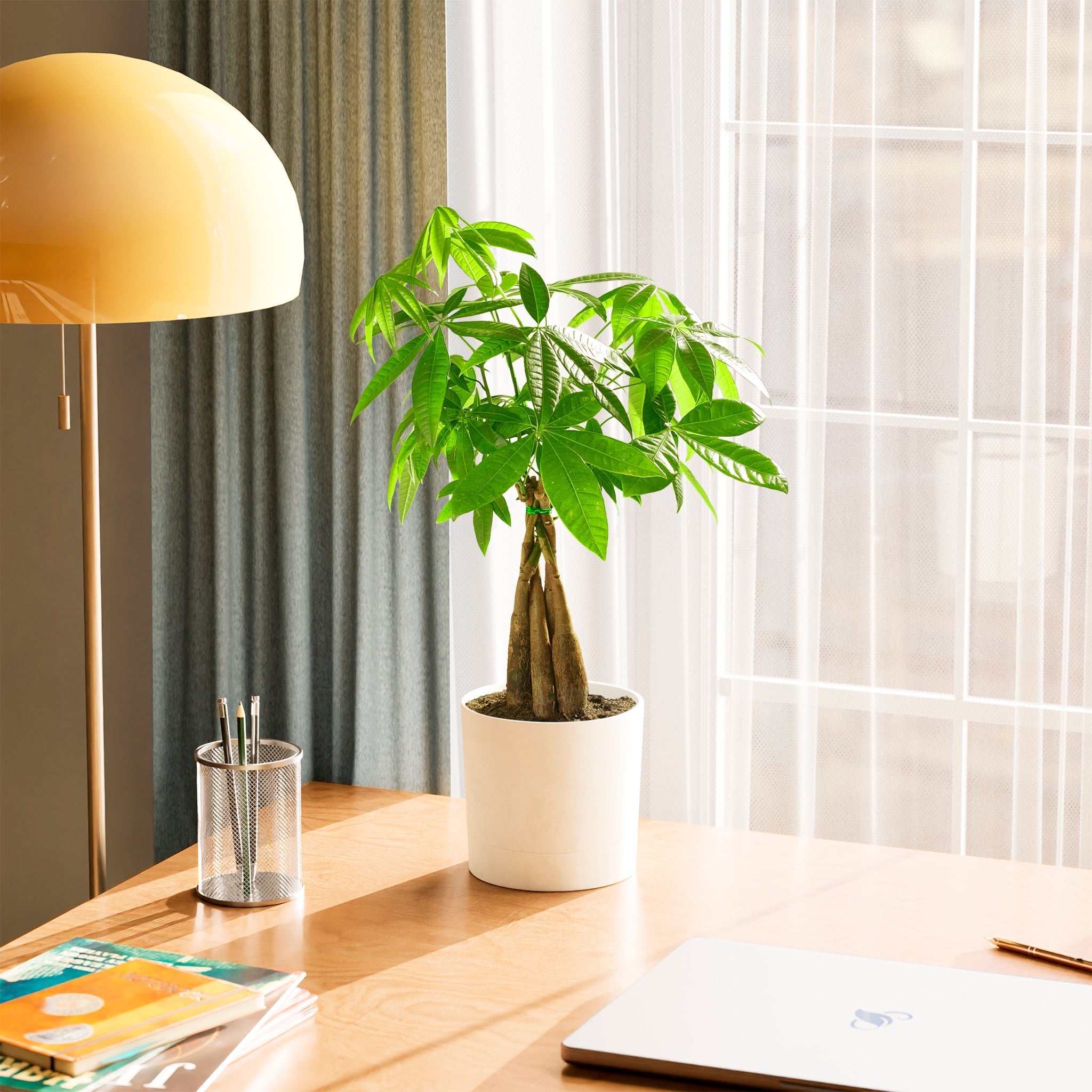 Money Tree Plant - Indoor Plants - PB_MT_SWP_EG_6IN1 - Varnish + Vine - 81