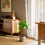 Money Tree Plant - Indoor Plants - PB_MT_ECO_CO_8IN1 - Varnish + Vine - 87