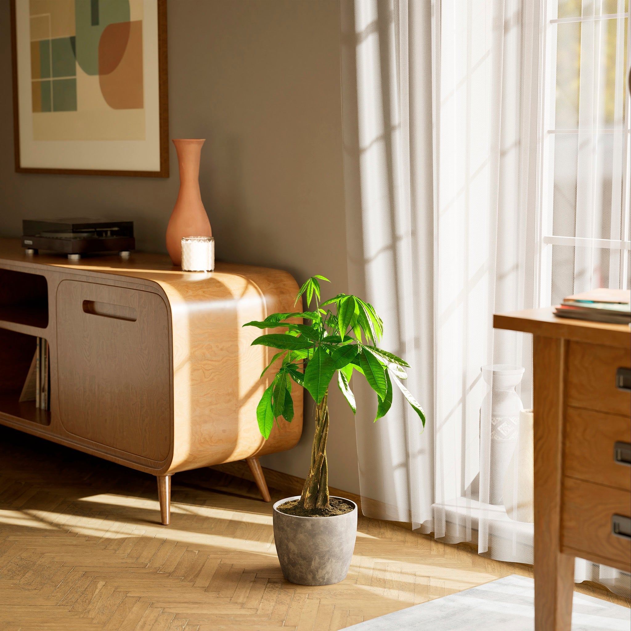 Money Tree Plant - Indoor Plants - PB_MT_ECO_CO_8IN1 - Varnish + Vine - 87