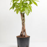 Money Tree Plant - Indoor Plants - PL_MT_4IN1 - Varnish + Vine - 13