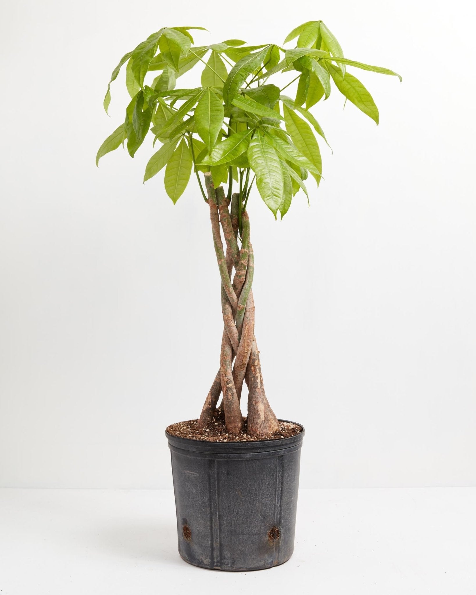 Money Tree Plant - Indoor Plants - PL_MT_4IN1 - Varnish + Vine - 13