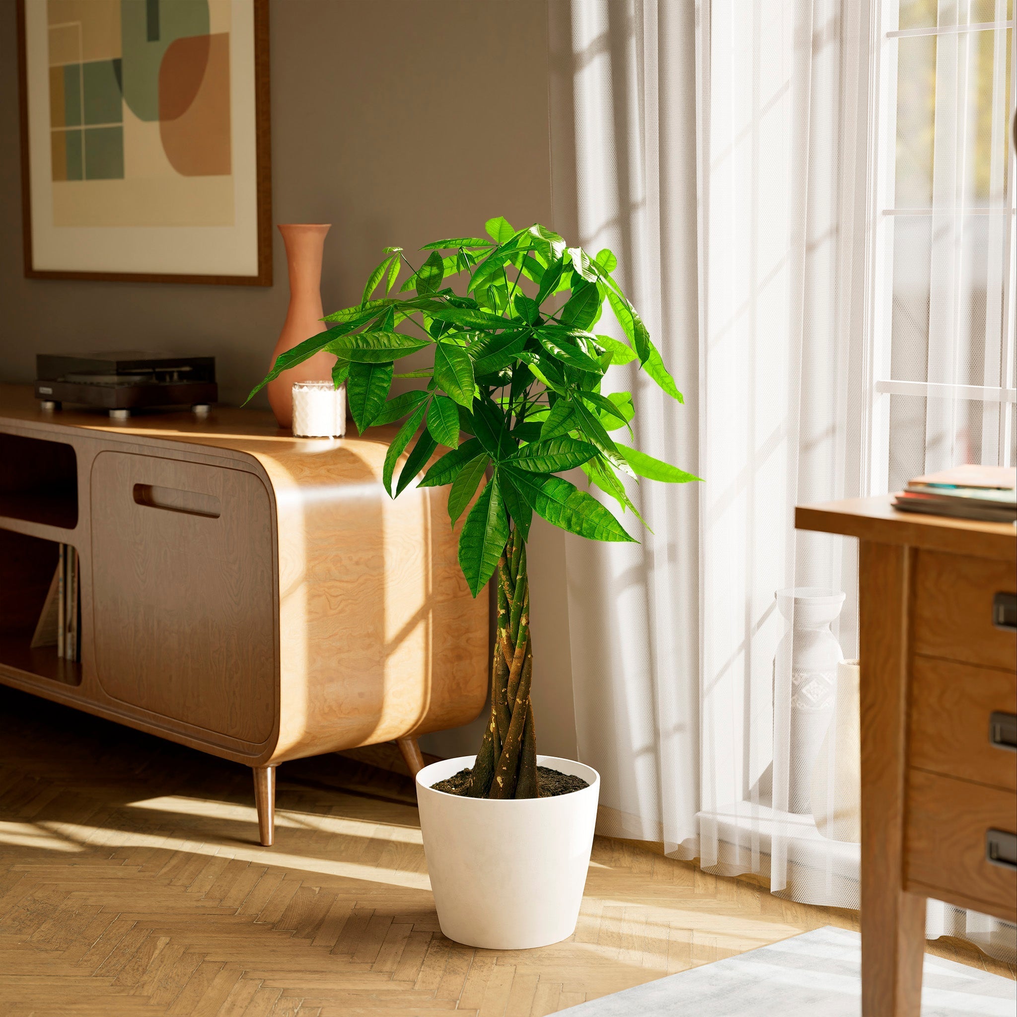Money Tree Plant - Indoor Plants - PB_MT_ECO_CH_10IN1 - Varnish + Vine - 96