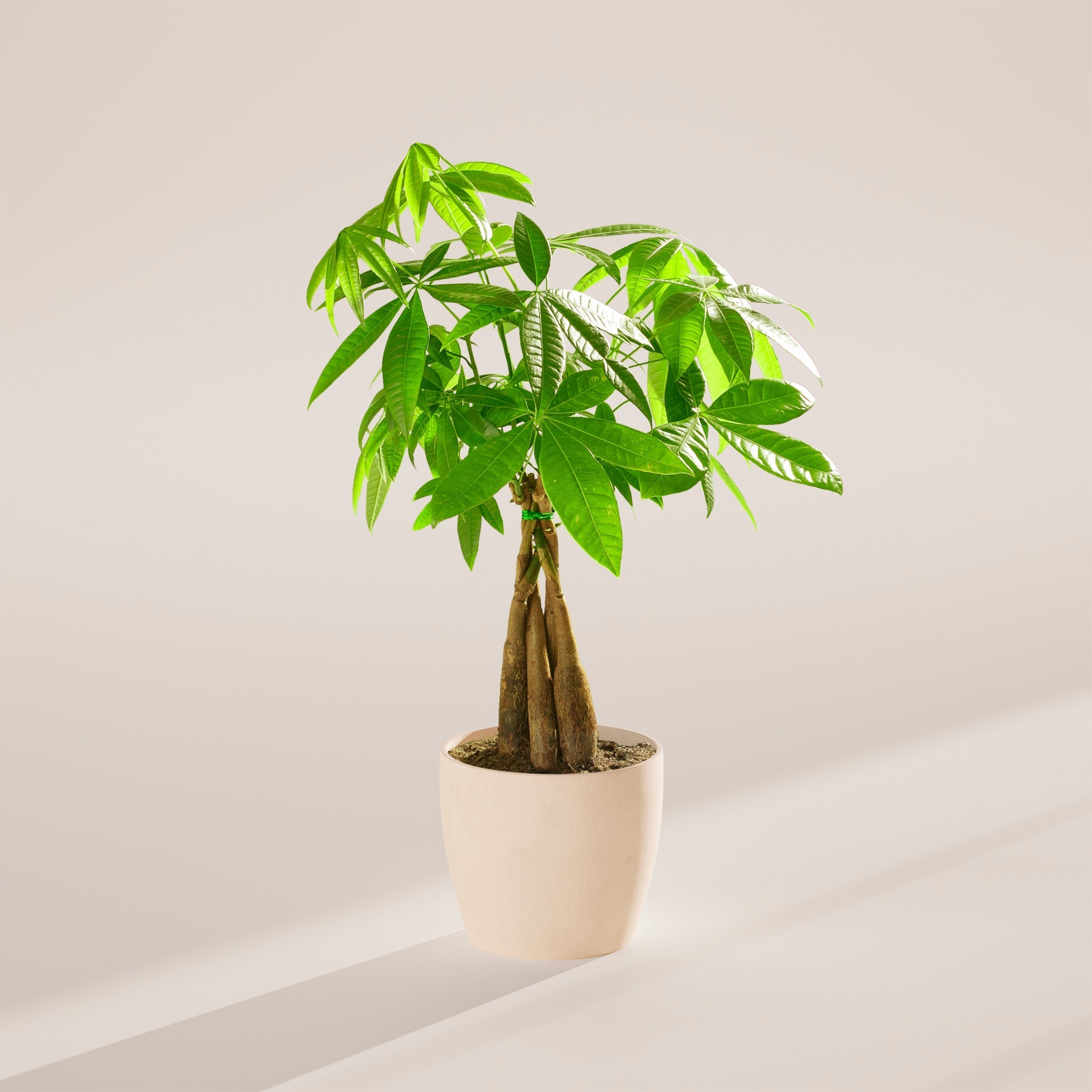 Money Tree Plant - Indoor Plants - PB_MT_ECO_CO_6IN1 - Varnish + Vine - 58