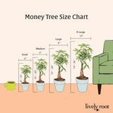 Money Tree Plant - Indoor Plants - PL_MT_4IN1 - Varnish + Vine - 15
