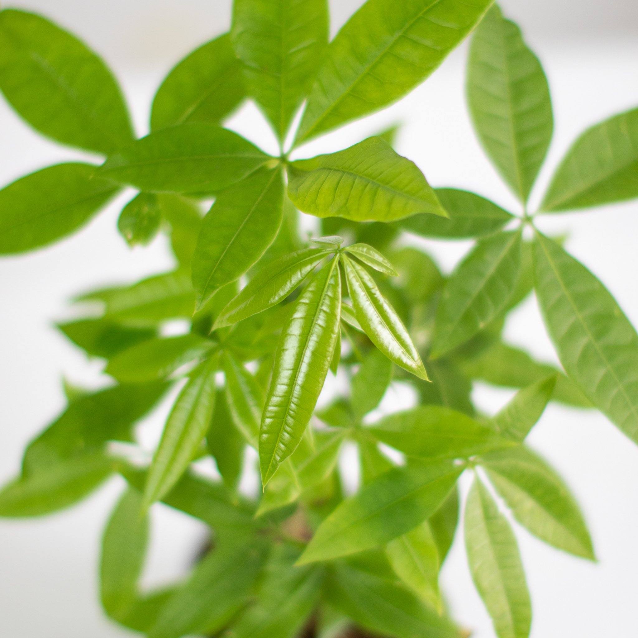 Money Tree Plant - Indoor Plants - PL_MT_4IN1 - Varnish + Vine - 8