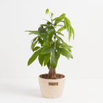 Money Tree Plant - Indoor Plants - PL_MT_4IN1 - Varnish + Vine - 23
