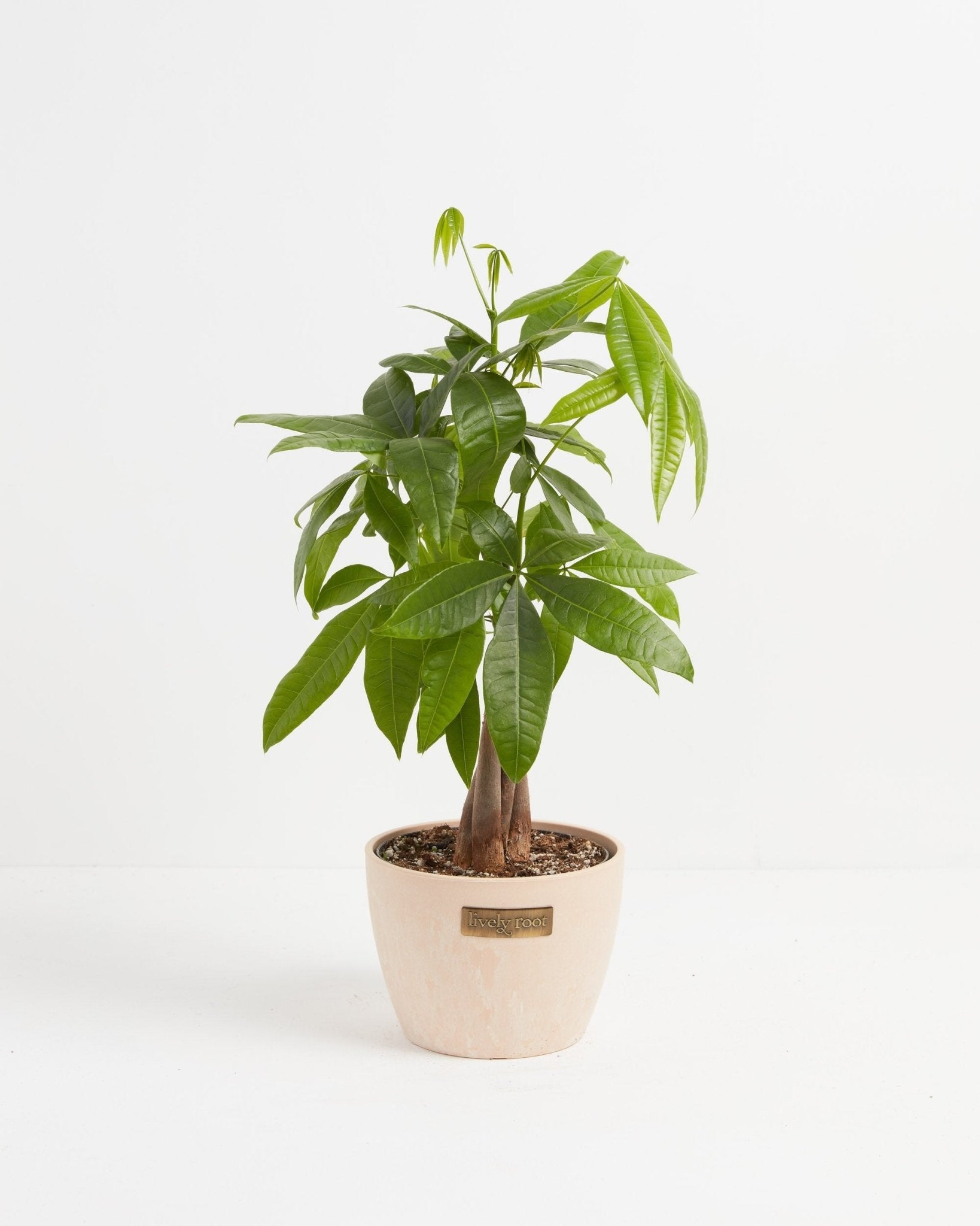 Money Tree Plant - Indoor Plants - PL_MT_4IN1 - Varnish + Vine - 23
