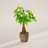 Money Tree Plant - Indoor Plants - PB_MT_ECO_EG_6IN1 - Varnish + Vine - 73