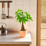 Money Tree Plant - Indoor Plants - PB_MT_ECO_CO_6IN1 - Varnish + Vine - 66