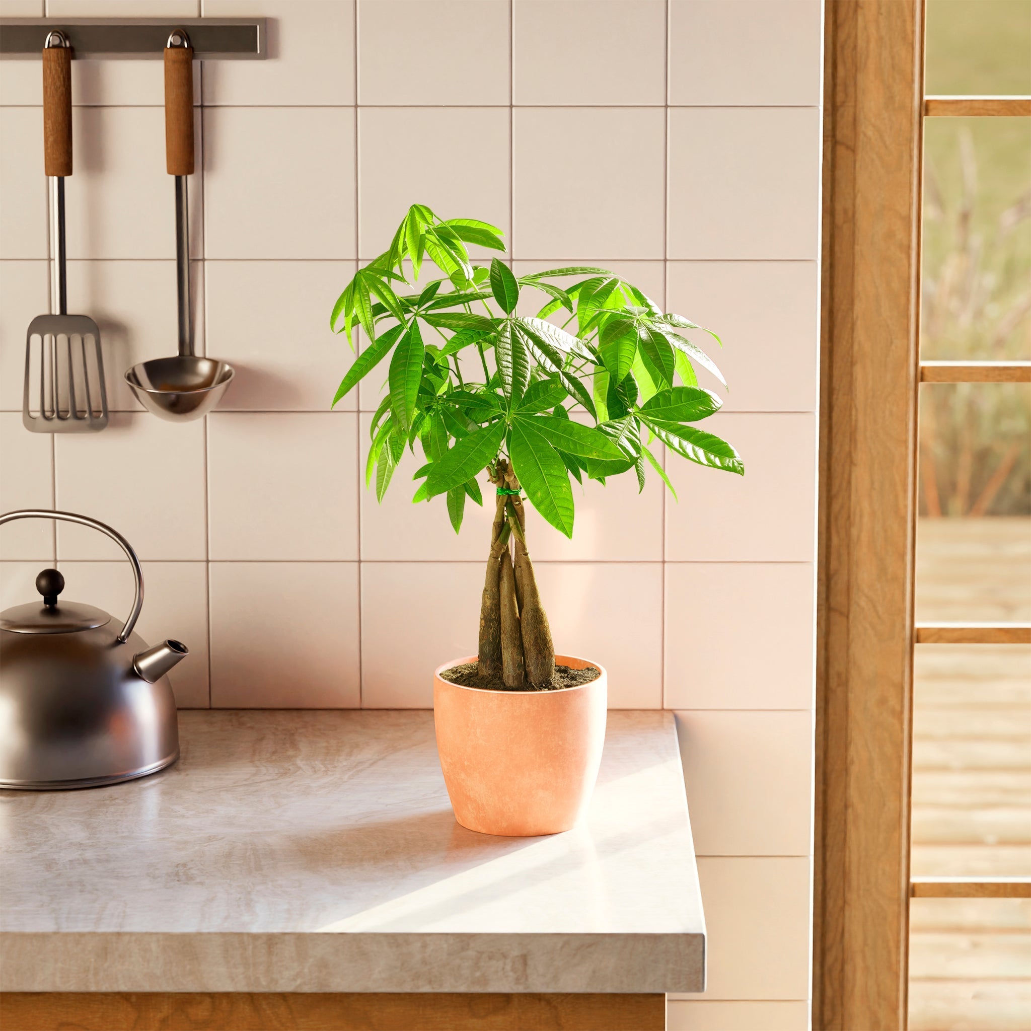Money Tree Plant - Indoor Plants - PB_MT_ECO_CO_6IN1 - Varnish + Vine - 66