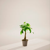 Money Tree Plant - Indoor Plants - PL_MT_8IN1 - Varnish + Vine - 89