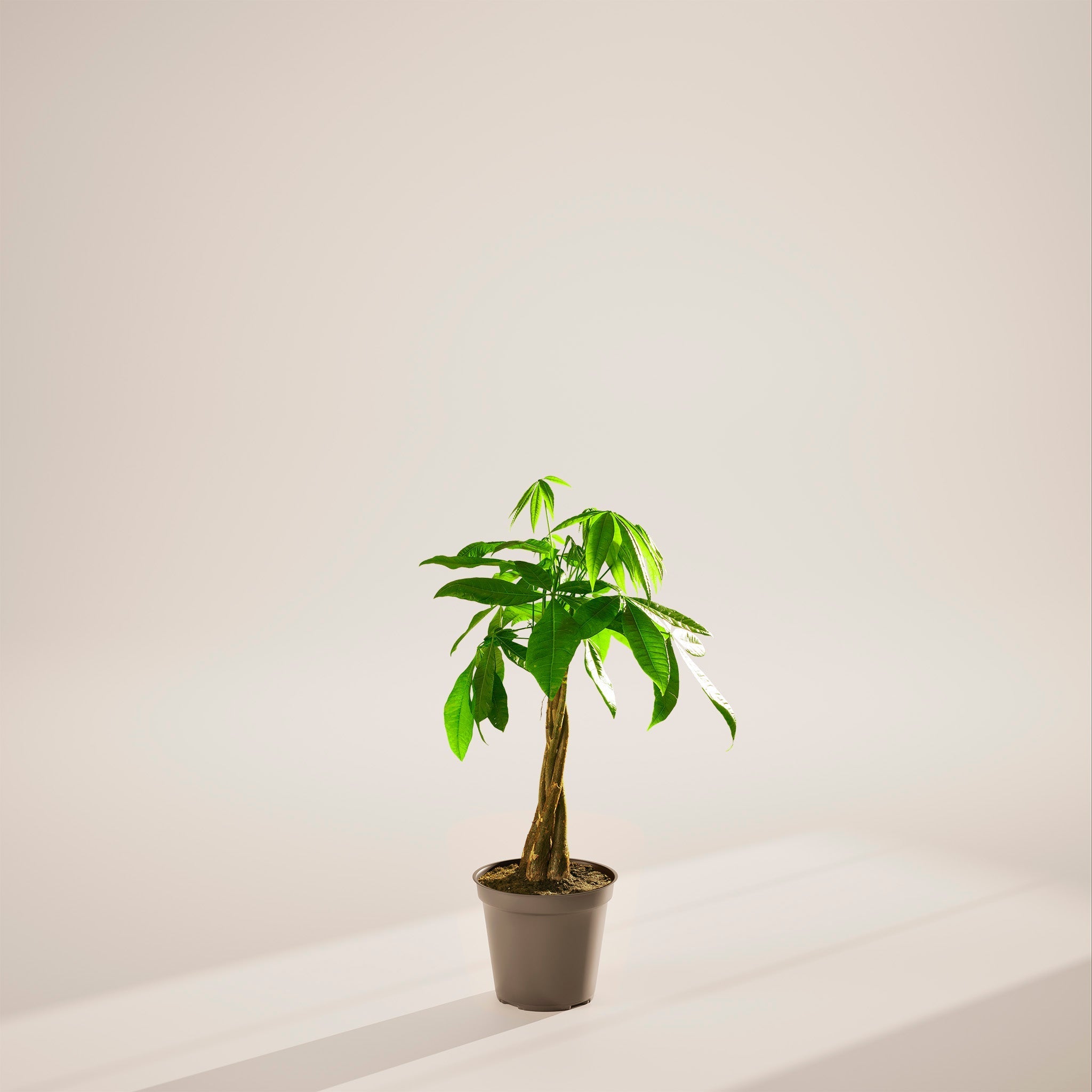 Money Tree Plant - Indoor Plants - PL_MT_8IN1 - Varnish + Vine - 89