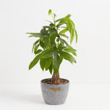 Money Tree Plant - Indoor Plants - PL_MT_4IN1 - Varnish + Vine - 21