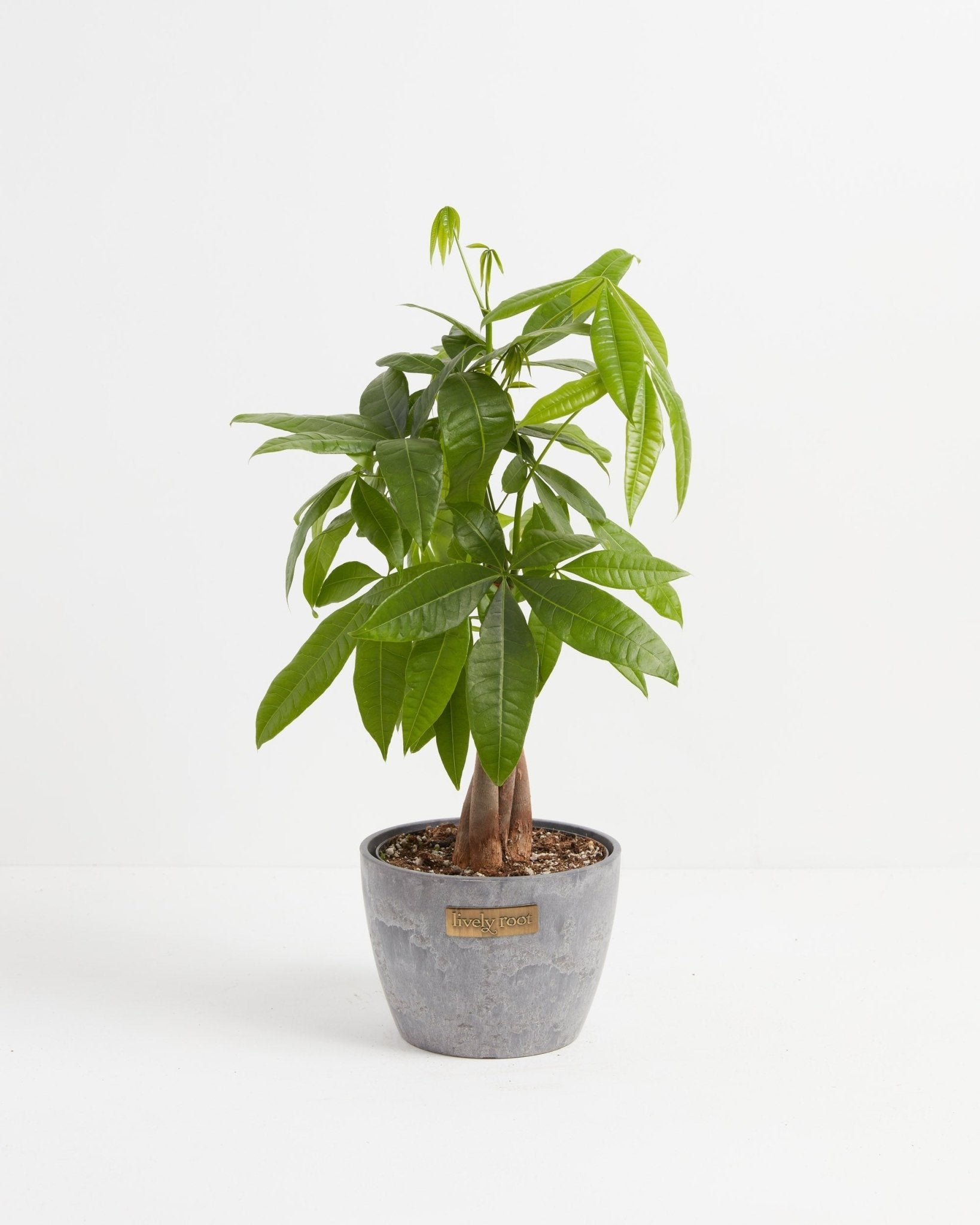 Money Tree Plant - Indoor Plants - PL_MT_4IN1 - Varnish + Vine - 21
