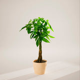 Money Tree Plant - Indoor Plants - PB_MT_ECO_MA_10IN1 - Varnish + Vine - 92