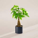 Money Tree Plant - Indoor Plants - PB_MT_ECO_CO_6IN1 - Varnish + Vine - 64