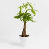Money Tree Plant - Indoor Plants - PB_MT_CP_GW_4IN1 - Varnish + Vine - 35