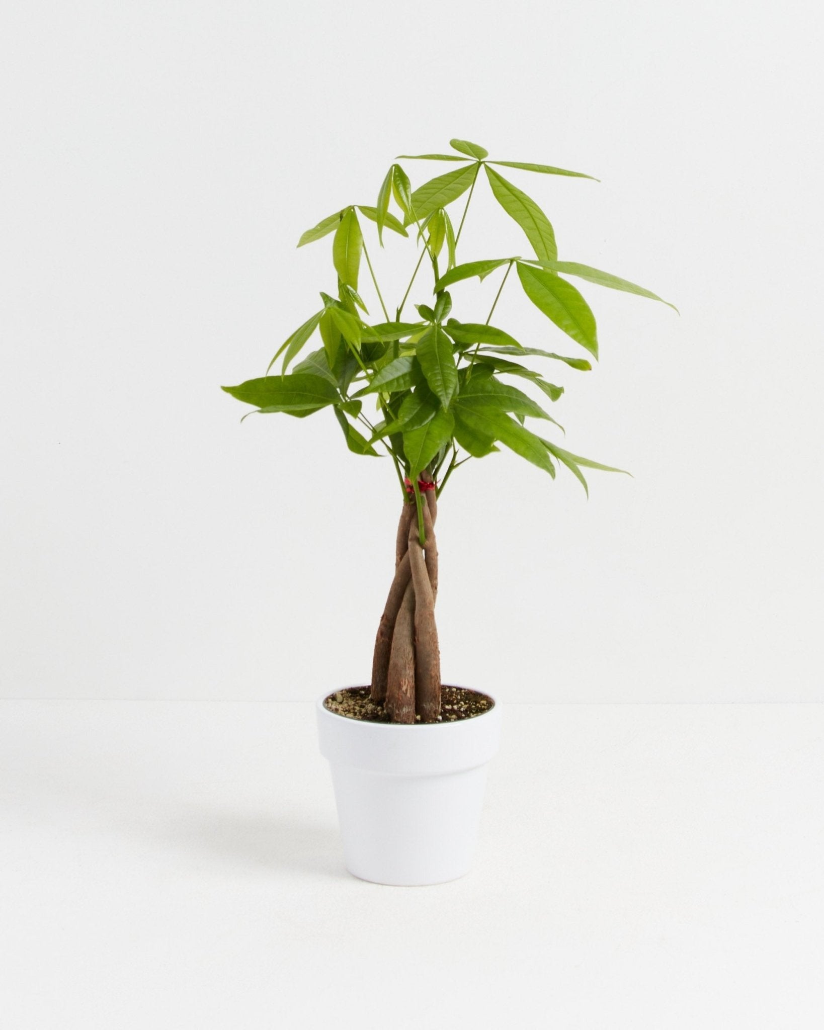 Money Tree Plant - Indoor Plants - PB_MT_CP_GW_4IN1 - Varnish + Vine - 35