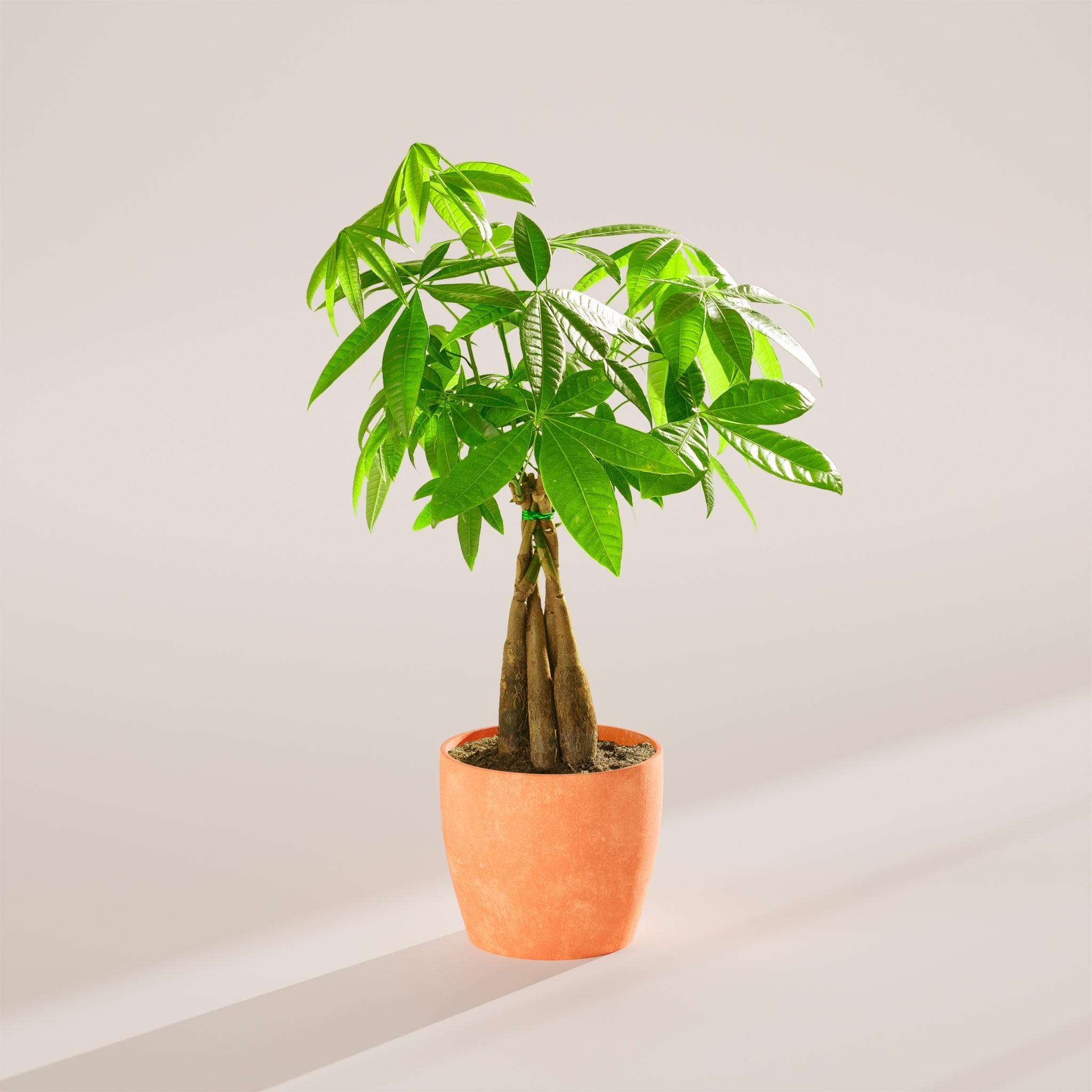 Money Tree Plant - Indoor Plants - PB_MT_ECO_CH_6IN1 - Varnish + Vine - 68