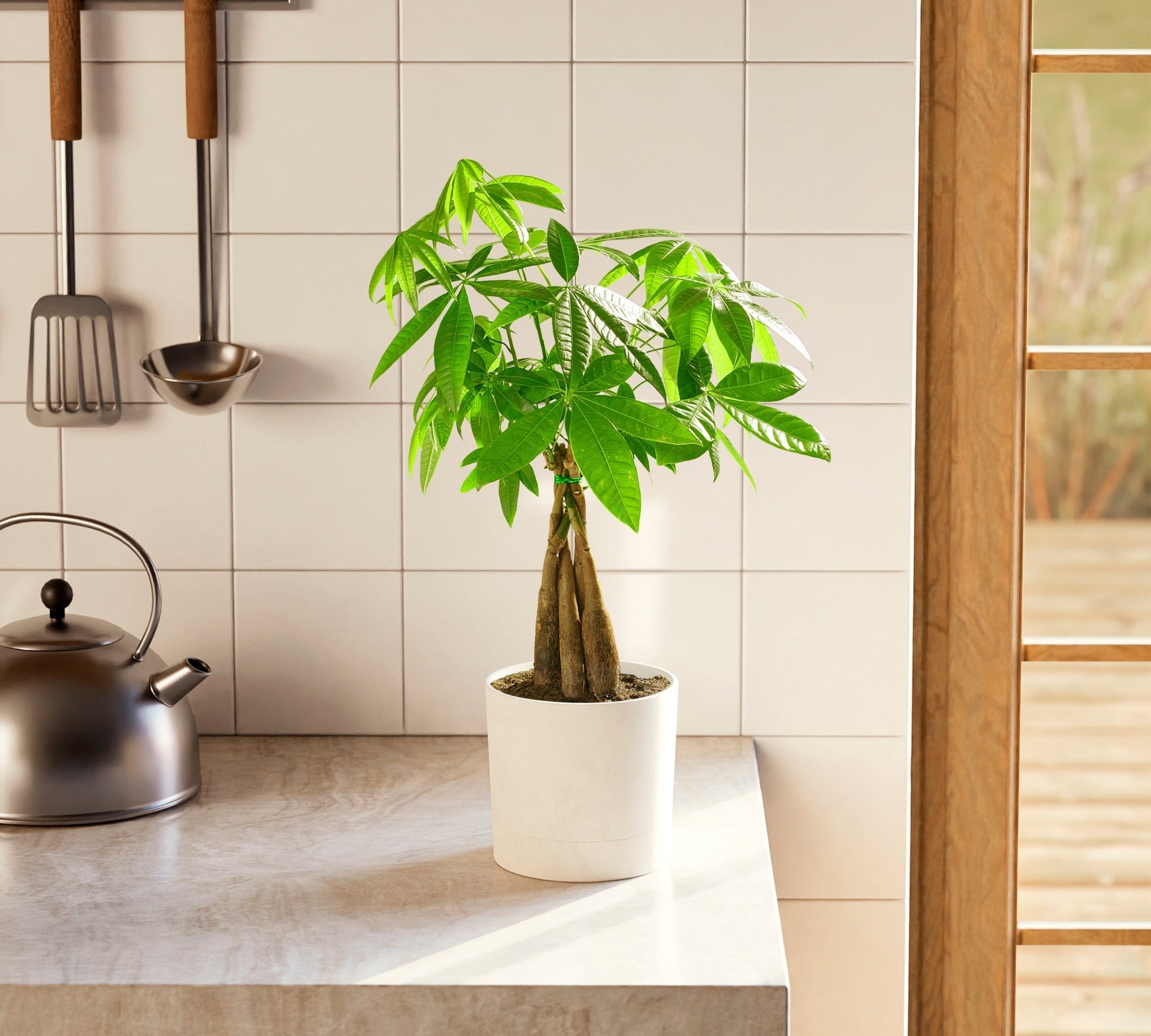 Money Tree Plant - Indoor Plants - PL_MT_4IN1 - Varnish + Vine - 1