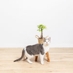 Money Tree Plant - Indoor Plants - PL_MT_4IN1 - Varnish + Vine - 6